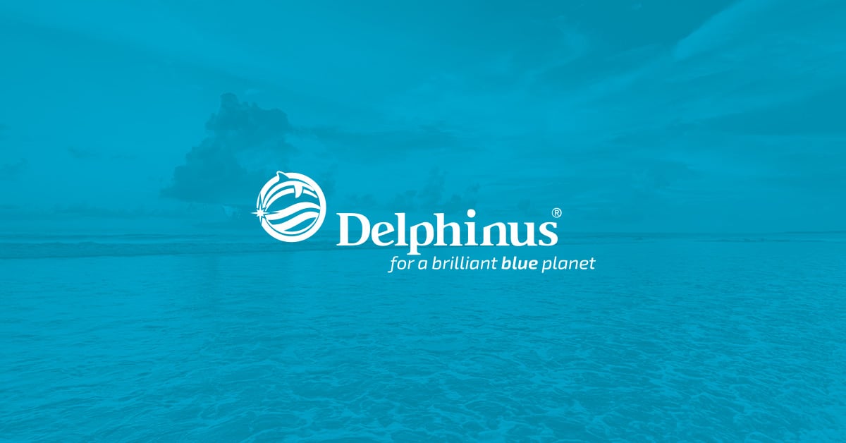 El secreto detrás de la exitosa estrategia de SEO para Delphinus